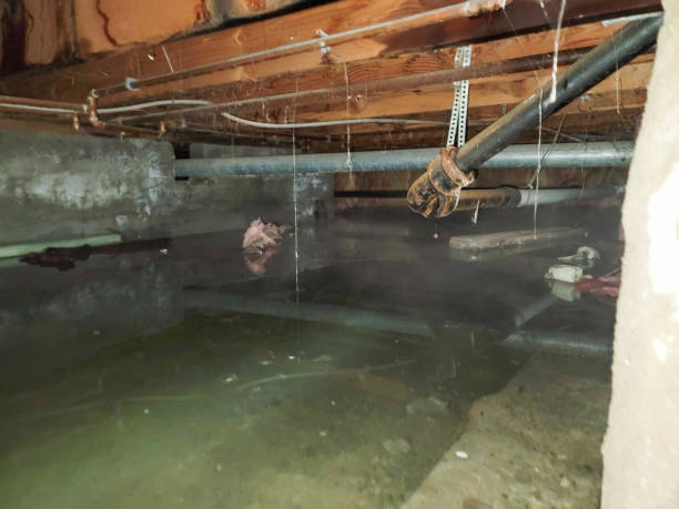Best Local water damage restoration  in Caway, AR